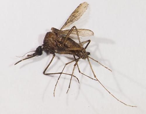Mansonia sp.